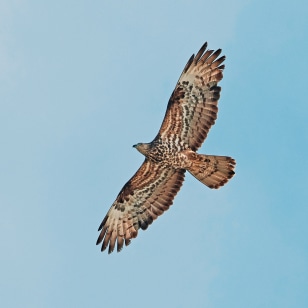 Falco pecchiaiolo