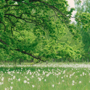 Narcissus Forest