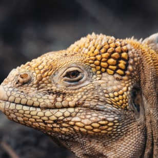 Iguana terrestre di Santa Fe