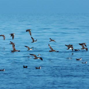 Petrelli delle Galapagos