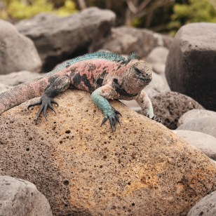 Iguana marina