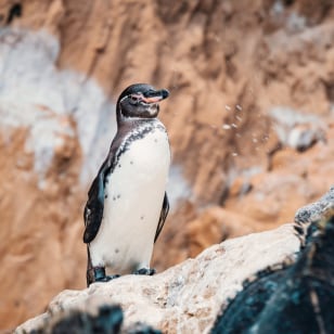 Pinguino delle Galapagos