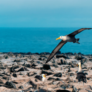 Albatros vermicolato