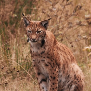 Lince