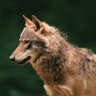 Lupo