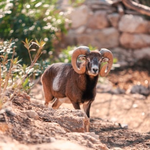 Muflone, Sierra de Andujar