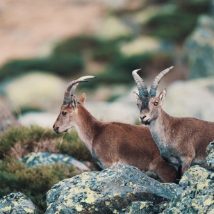 Stambecco Iberico, Sierra de Andujar