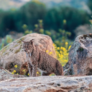 Lince, Sierra de Andujar