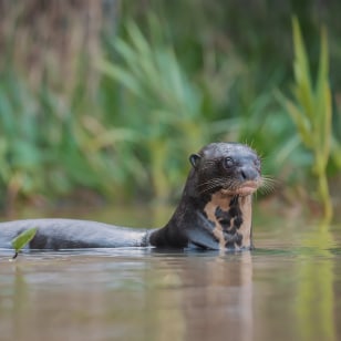 Lontra Gigante