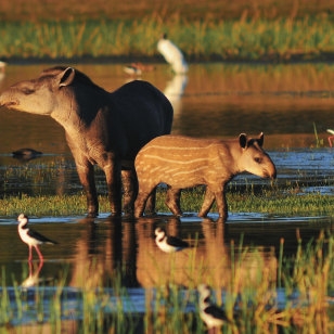 Tapiri