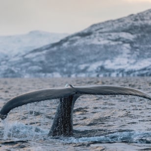 Orca