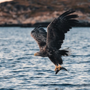 Aquila di Mare