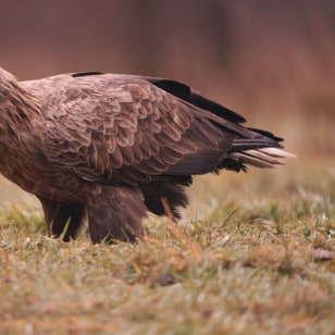 Aquila di mare