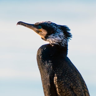 Cormorano
