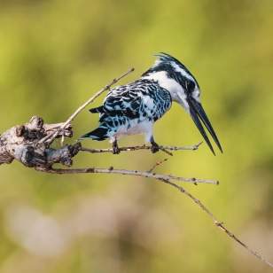 Avifauna nel fiume Chobe