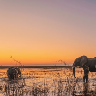 Elefanti al tramonto nel fiume Chobe