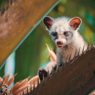 Civetta delle palme mascherata