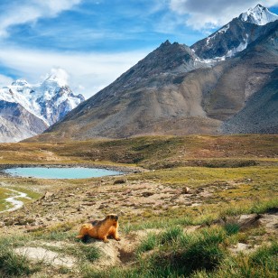 Marmotta dell'Himalaya