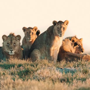 Famiglia di leoni