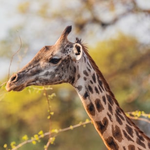 Giraffa di Thornicroft