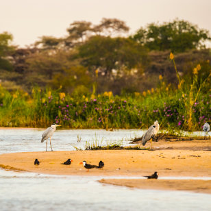 Aironi lungo il fume Zambesi