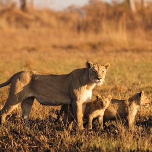 Leonessa con i cuccioli