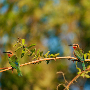 Gruccione frontebianca