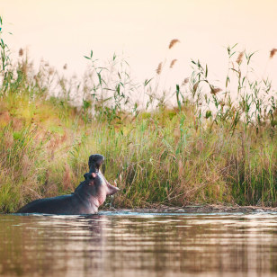Ippopotamo nel Fiume Zambesi