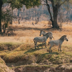 Zebra di Crawshay