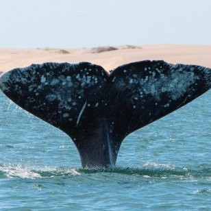 Coda di balena grigia, Bahia Magdalena