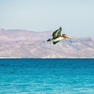 Pellicano nei dintorni di La Paz