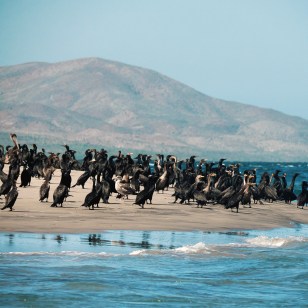 Cormorani, Bahia Magdalena