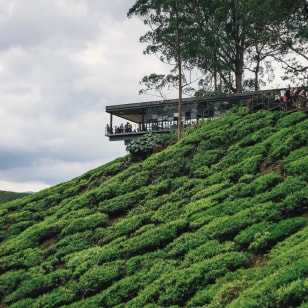 Sungai Palas BOH Tea Factory