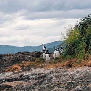 Pinguini di Magellano all&rsquo;Islote Conejos