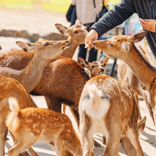 Cervi nel Parco di Nara