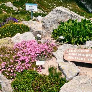 Giardino Botanico Alpino Saussurea