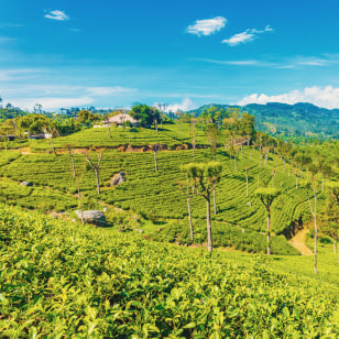 Nuwara Eliya, Hill Country