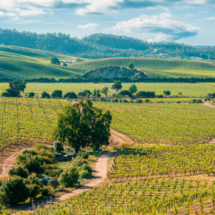 Valle di Casablanca