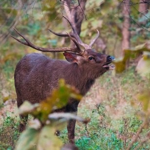 Cervo Sambar