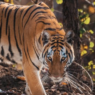 Tigre del Bengala