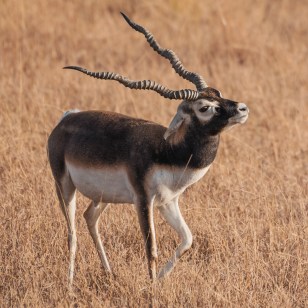 Antilope Cervicapra
