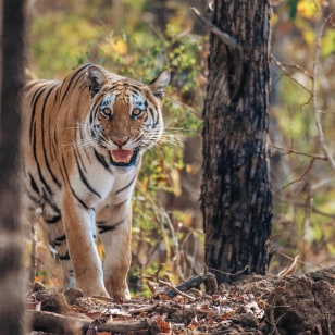Tigre del Bengala