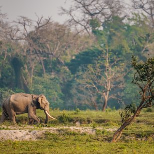 Elefante asiatico