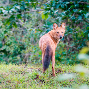 Dhole