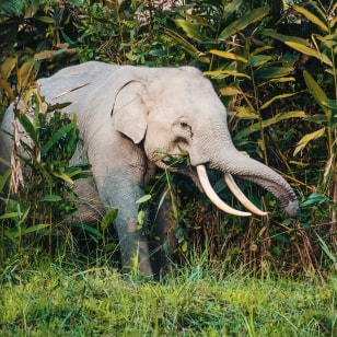 Elefante asiatico