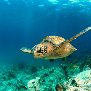 Snorkeling con le tartarughe, Bachas Beach