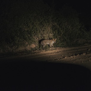 Escursione notturna nel Pantanal