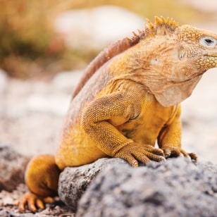 Iguana terrestre di Santa Fe