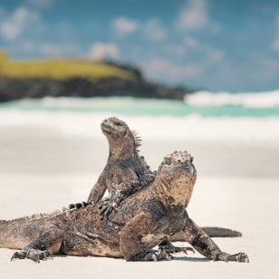 Iguana di mare