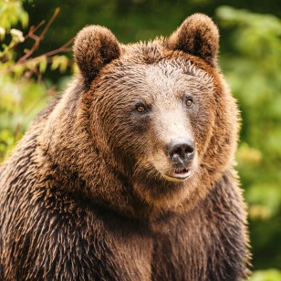 Orso bruno